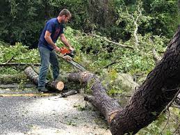 Leaf Removal in Tallassee, AL
