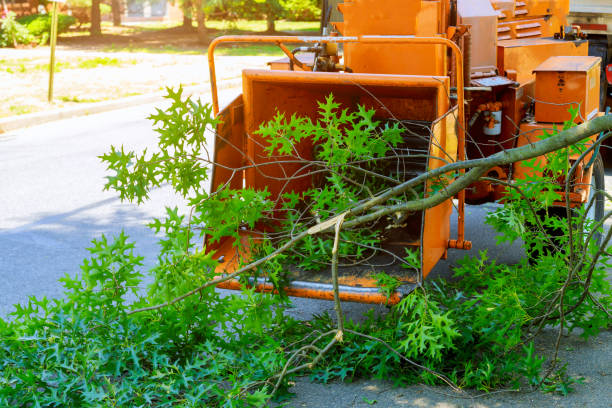 Best Lawn Maintenance Plans  in Tlassee, AL